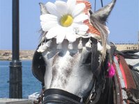 Platanias 2007 117